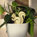 Plant Pets
