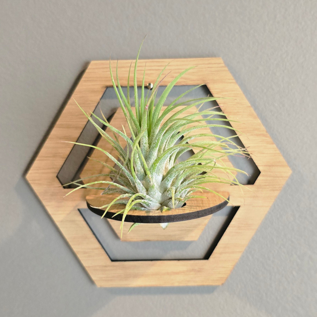 Air Plant Stands