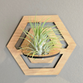 Air Plant Stands