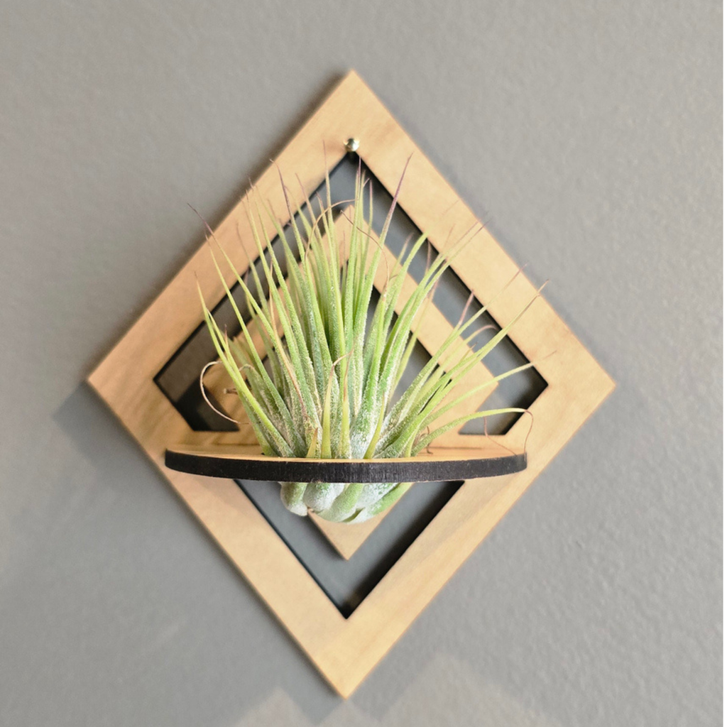 Air Plant Stands