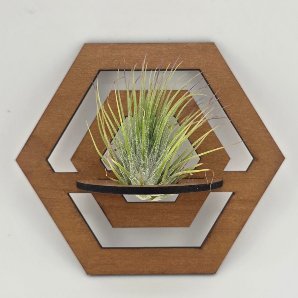 Air Plant Stands