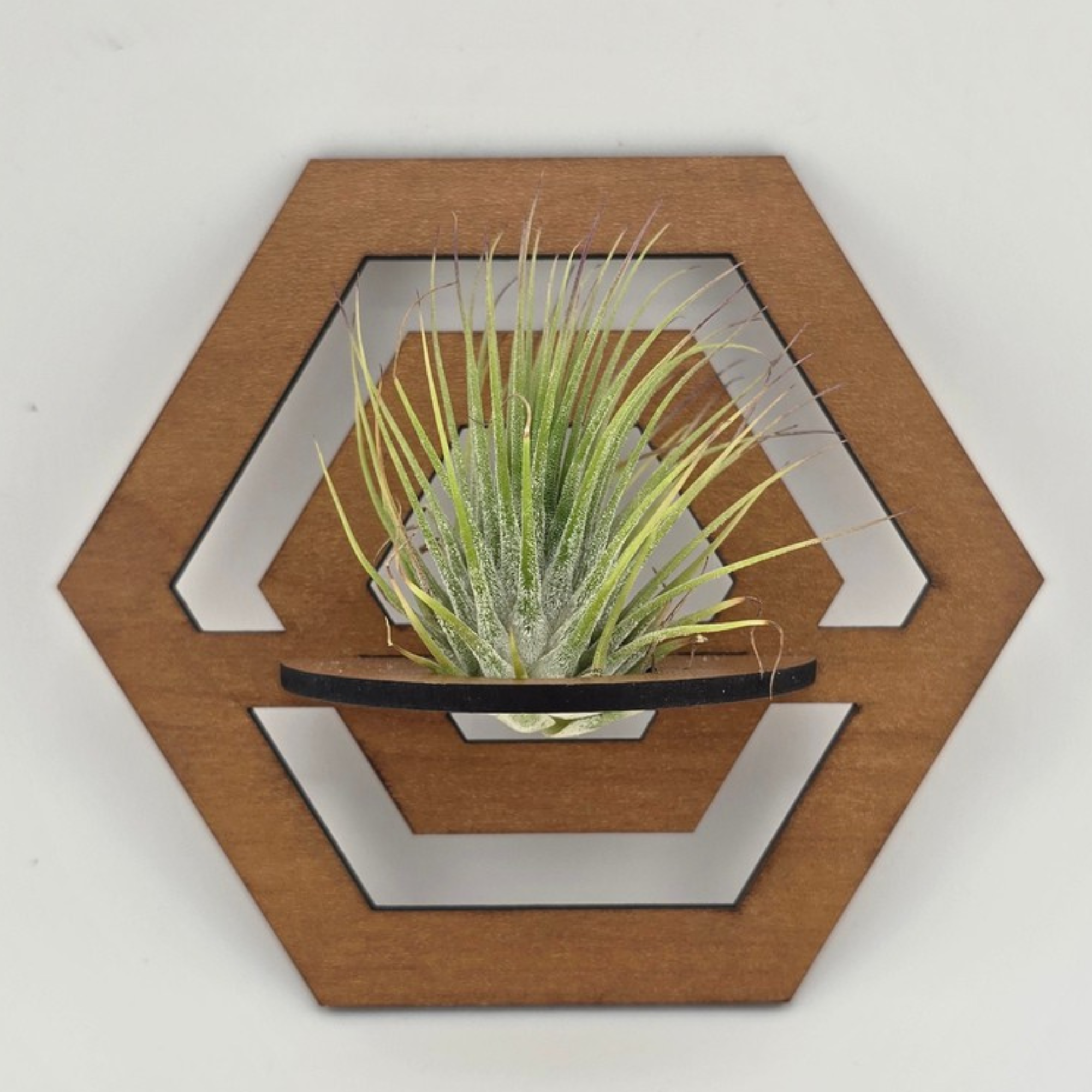 Air Plant Stands