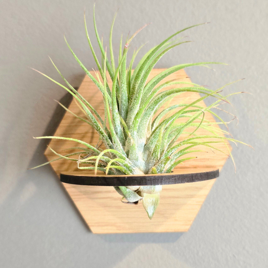 Air Plant Stands