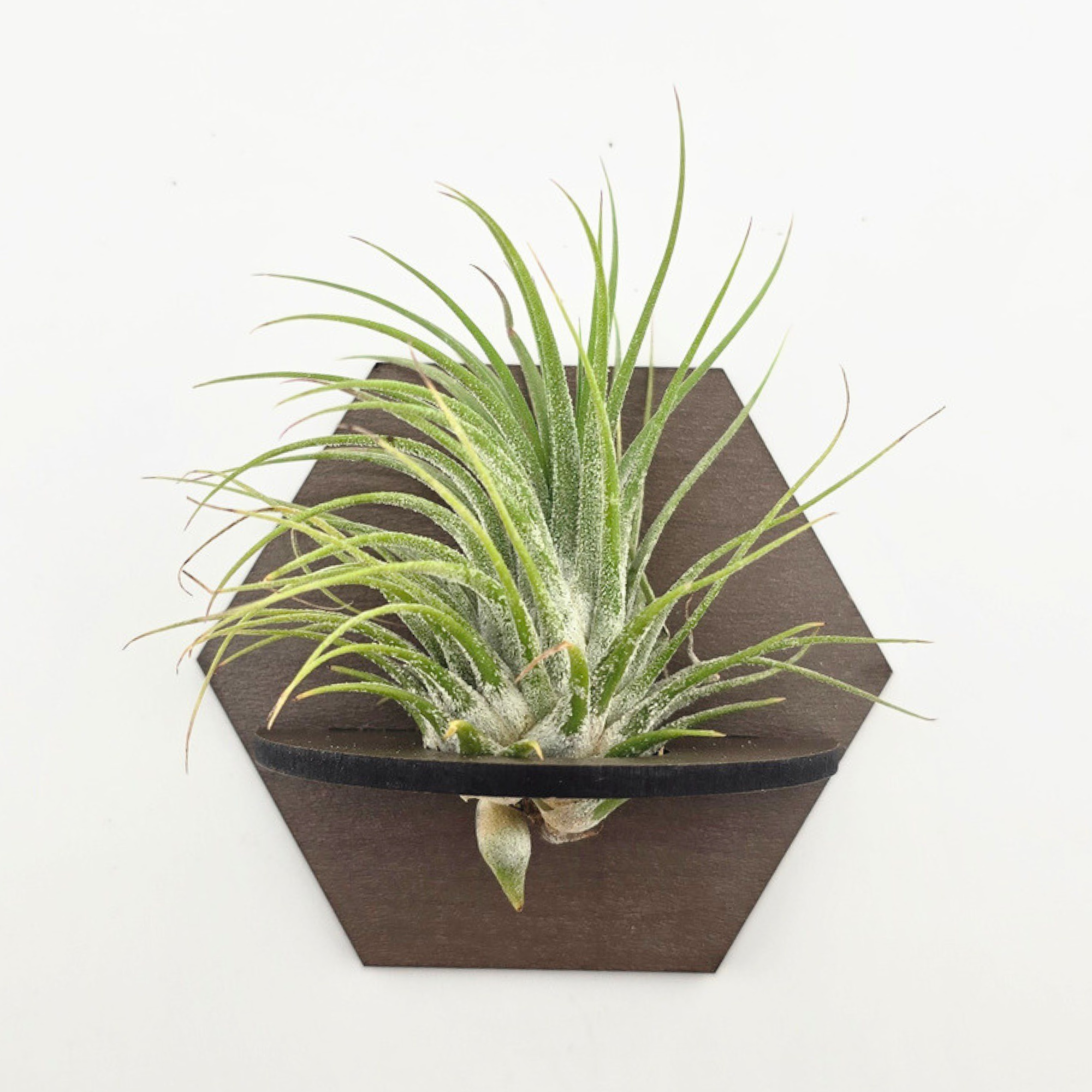 Air Plant Stands