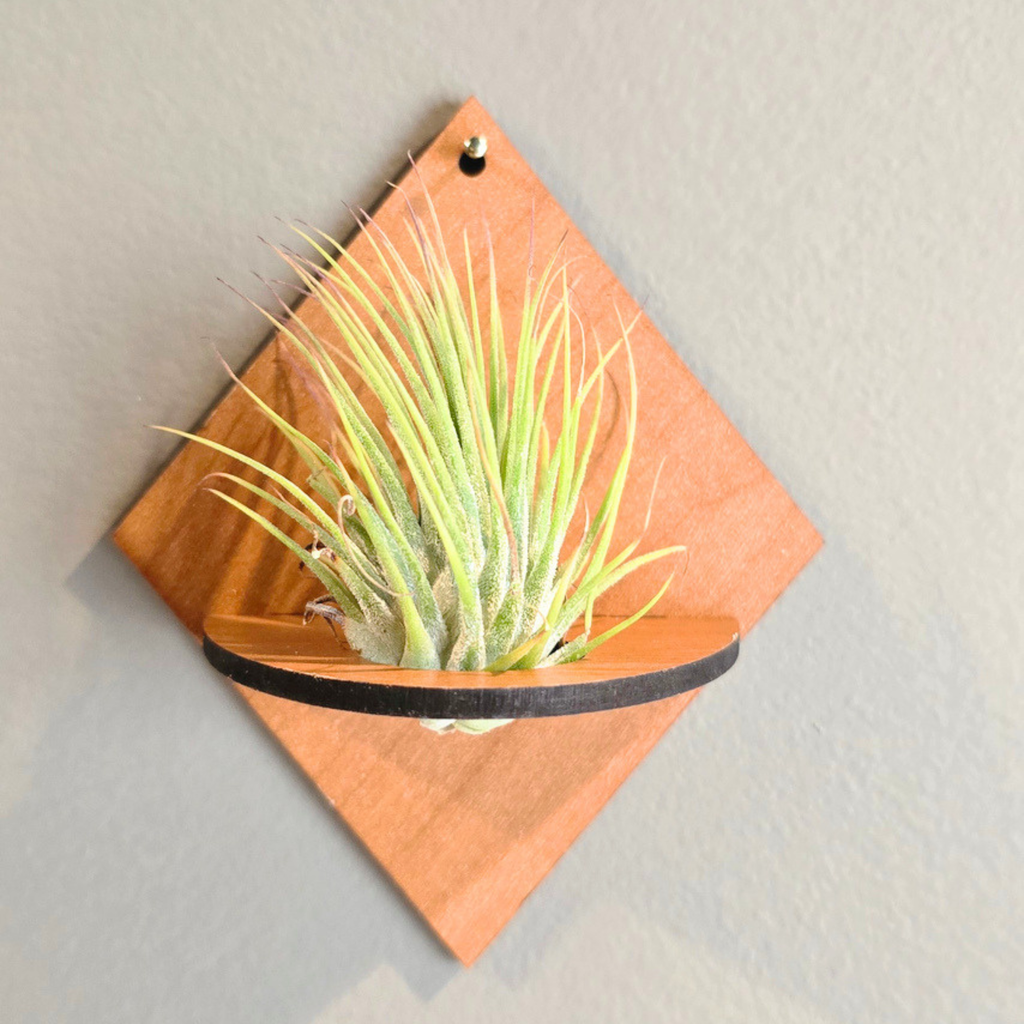 Air Plant Stands