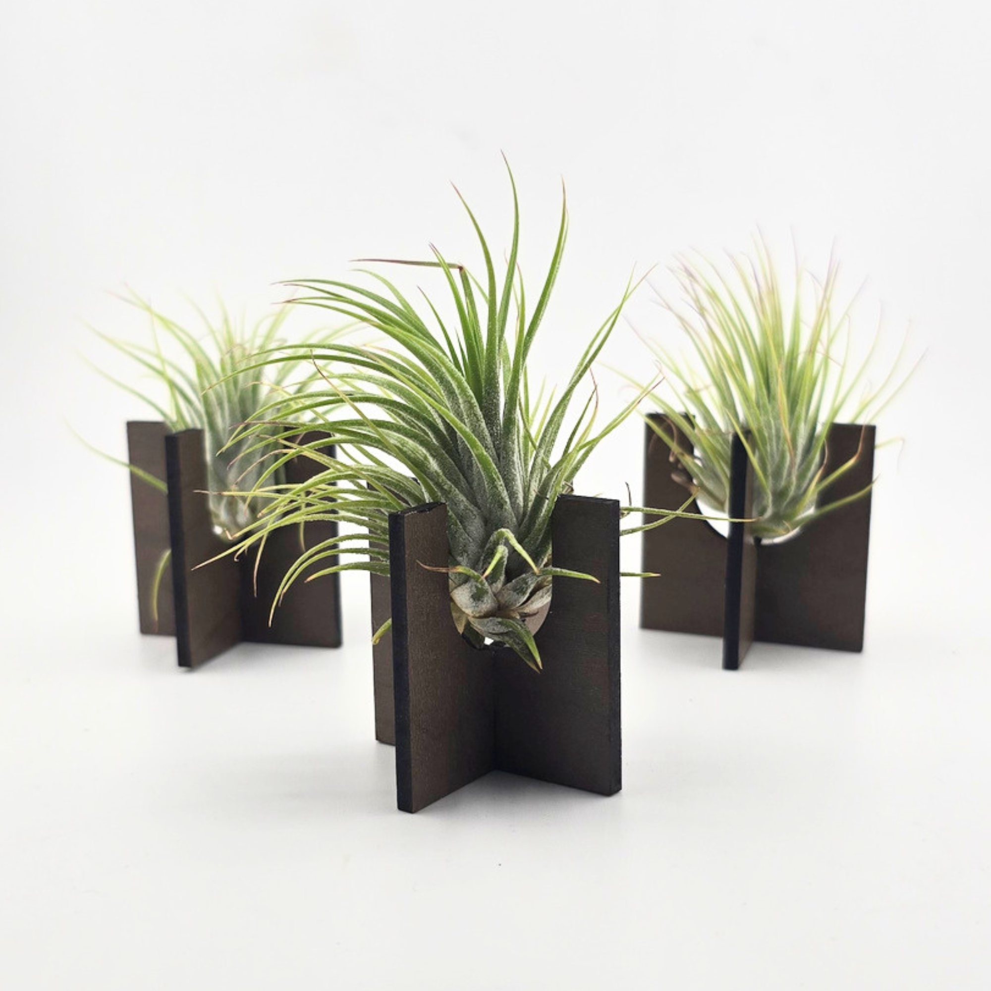 Air Plant Stands - Set of 3