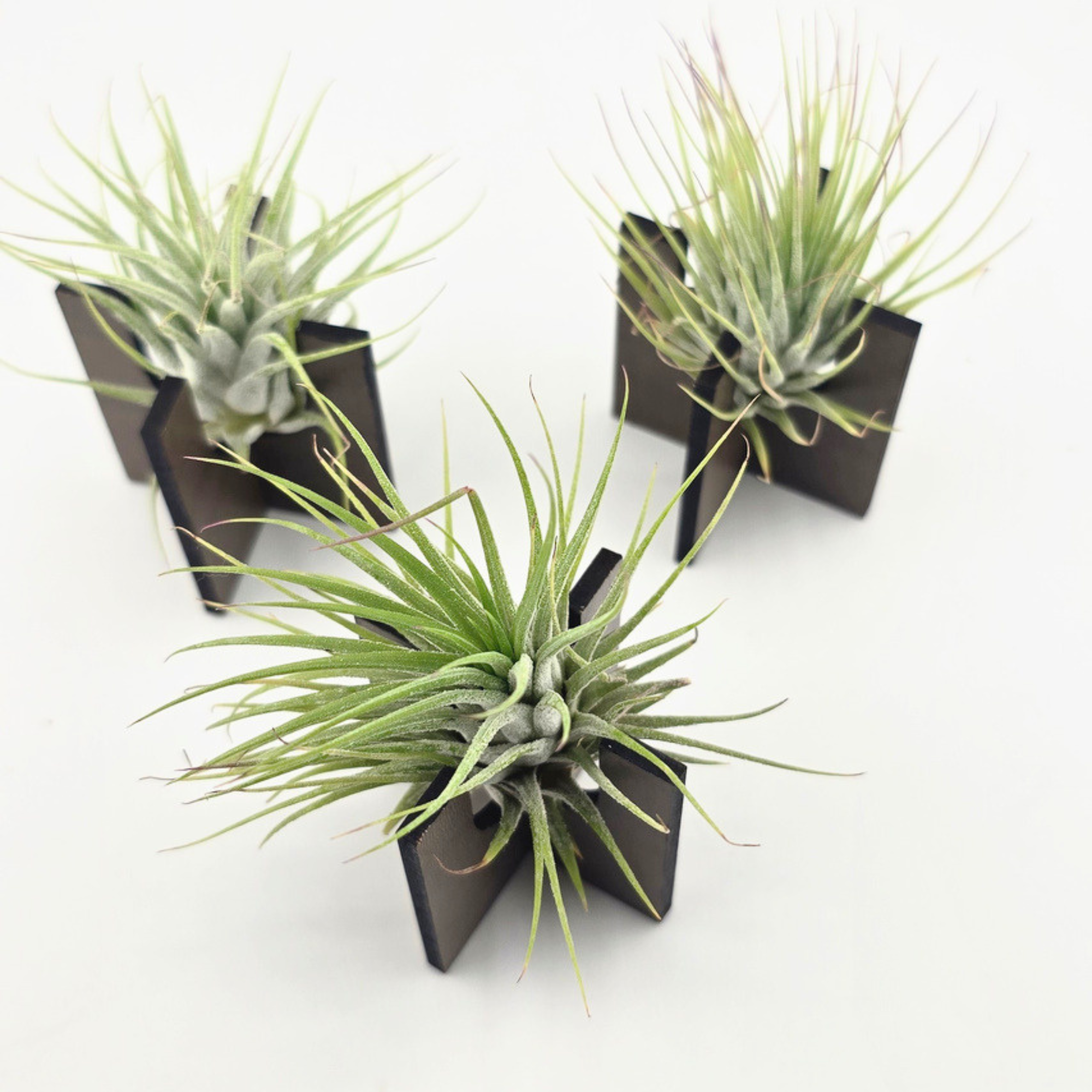 Air Plant Stands - Set of 3