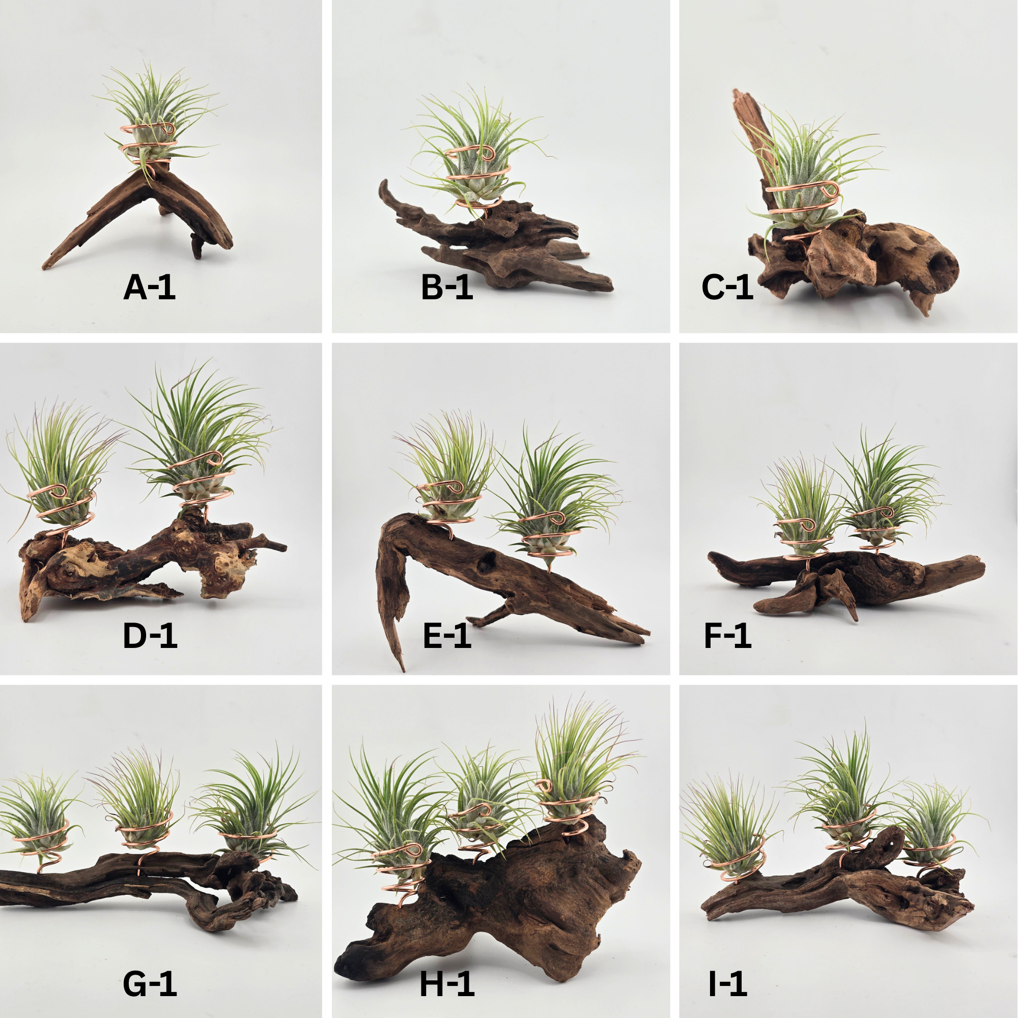 Driftwood Air Plant Stands
