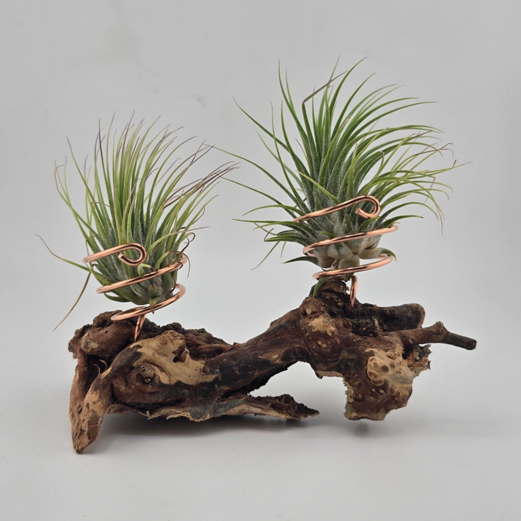Driftwood Air Plant Stands